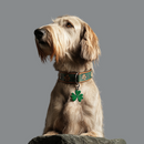 Irish Wolfhound Guardian
